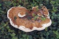 Close up image of Ganoderma Fungus