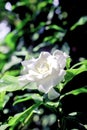 Close-up image of gardenia flowers among green leaves illuminated by morning sunlight
