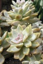Close-up image of Ghosty graptosedum plants