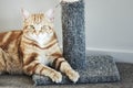 A ginger cat leaning against a carpeted scratch post indoors