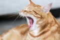 Close up image of a ginger cat yawning