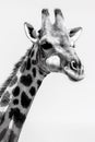 the head of a giraffe, with black spots Royalty Free Stock Photo