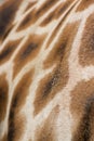 Close up image Giraffe Patterning