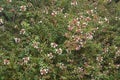 Close-up image of Glossy Abelia flowers and foliage