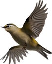 Close-up image of a Goldcrest bird. AI-generated.