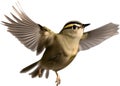 Close-up image of a Goldcrest bird. AI-generated.