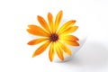 Golden African Daisy