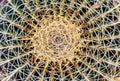 Golden barrel or Echinocactus grusonii, close up