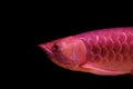 Close-up image of a golden red tail arowana fish isolated on black background, horizontal view. Royalty Free Stock Photo