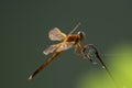 A golden winged skimmer Dragonfly on a stick