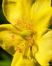 goldencup (Hypericum patulum) Royalty Free Stock Photo