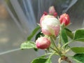 Granny Smith Malus sylvestris Apple Blossom Under Plastic Tent