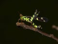 close up of a grasshopper sitting on a branch in the dark