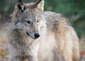 Gray wolf in autumn setting Royalty Free Stock Photo