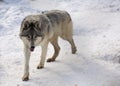 Gray wolf in winter Royalty Free Stock Photo