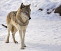 Gray wolf in winter Royalty Free Stock Photo