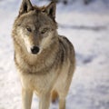 Gray wolf in winter Royalty Free Stock Photo