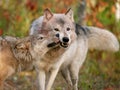 Gray wolves in autumn setting