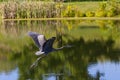 great blue heron flying over a pond Royalty Free Stock Photo