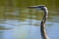 profile picture of a great blue heron Royalty Free Stock Photo