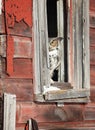 Close up image of a great horned owl Royalty Free Stock Photo