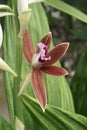 Close-up image of Greater Swamp-orchid flower Royalty Free Stock Photo