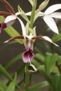 Close-up image of Greater Swamp-orchid flowers Royalty Free Stock Photo