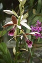 Close-up image of Greater Swamp-orchid flowers Royalty Free Stock Photo