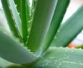 Close Up Image Of Green Aloe Vera Leafs On Bright Background