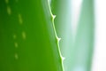 Close Up Image Of Green Aloe Vera Leafs On White Background