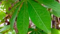 Close up image of green casava leaf Royalty Free Stock Photo