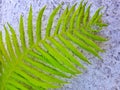 Close up image of green  fern leaf on stone background. Royalty Free Stock Photo