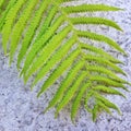 Close up image of green  fern leaf on  stone background. Royalty Free Stock Photo