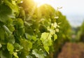 Close up image of green grapes leaves in a vineyard Royalty Free Stock Photo