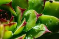 Close up image of a green houseleek, succulent, semprevivum, with water drops Royalty Free Stock Photo