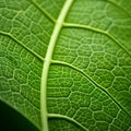 Close-up Image Of A Green Leaf With Organic Architecture