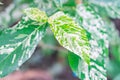 Close-up image of a green leaf with white vein patterns and intricate network Out of focus background High detail for