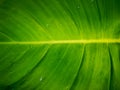 Close-up image, green leaves with dripping water on top Royalty Free Stock Photo