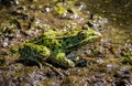 A close up image of a green leopard frog sitting in a swamp. Royalty Free Stock Photo