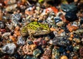 A close up image of a green leopard frog sitting on a very colorful sandy beach. Royalty Free Stock Photo