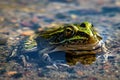 A close up image of a green leopard frog sitting in the water. Royalty Free Stock Photo