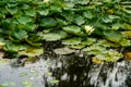 Close up image of Green lotus flower leaf floating at the pond Royalty Free Stock Photo