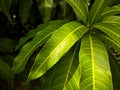 Close up image of a green mango leave with sunshine from a garden in Indonesia
