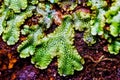 Close-up image of a green moss growing out of a stone wall with a unique leaf pattern on its surface Royalty Free Stock Photo