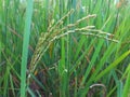 Close up image of green rice plants in the field. Royalty Free Stock Photo