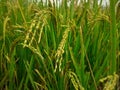 Close up image of green rice plants in the field. Royalty Free Stock Photo