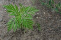 Close up image of a green small sprout of ragweed grows on the ground. Royalty Free Stock Photo