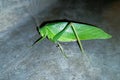 A close-up image of a green Tettigoniidae or katydids on a gray background