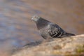 Close up image of a grey domestic pigeon Royalty Free Stock Photo