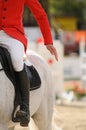 Close up of grey horse on show competition. Royalty Free Stock Photo